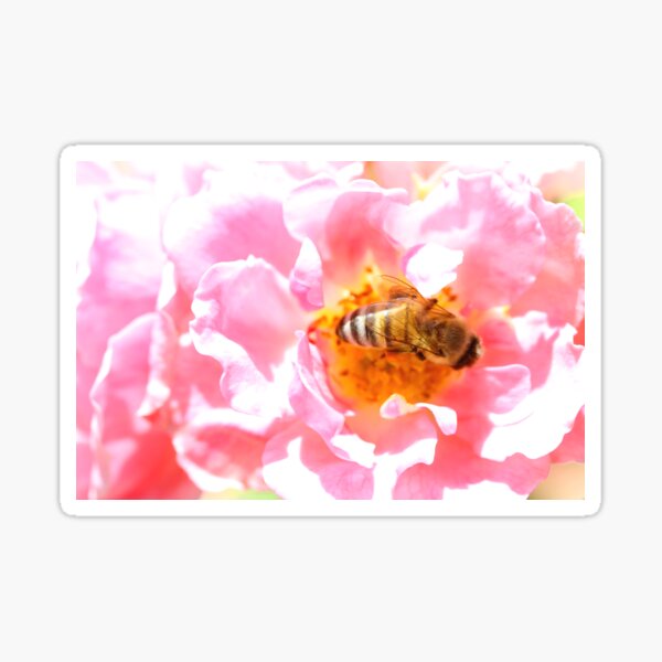 Swimming in Pollen Sticker