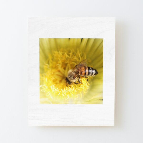Nose Dive into Pollen Wood Mounted Print