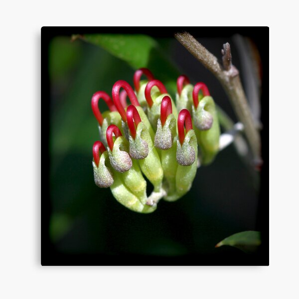 Holly-Leaved Grevillea Canvas Print