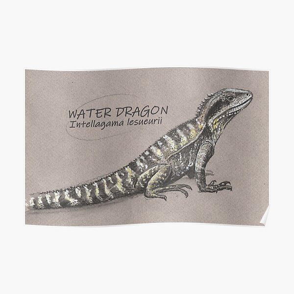 Australian Water Dragon Poster