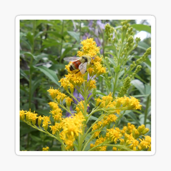 Goldenrod and bees Sticker