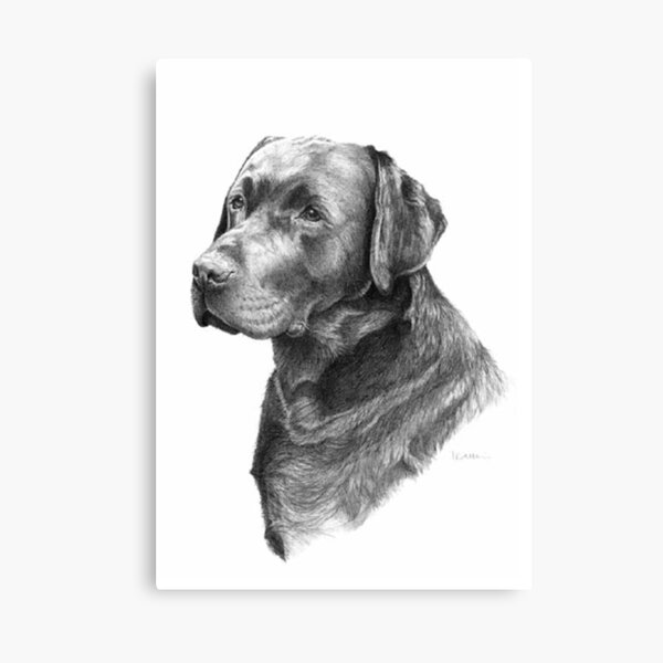 Black Labrador Canvas Print