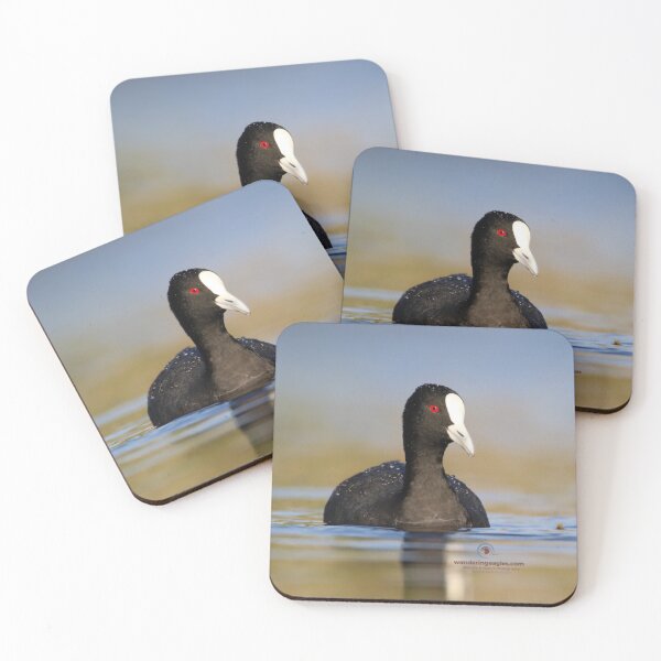 Item preview, Eurasian Coot  designed and sold by Wanderingeagles.