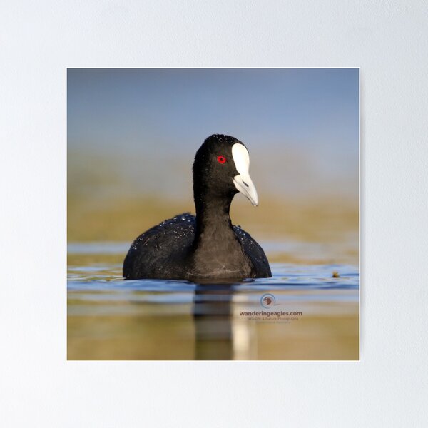 Item preview, Eurasian Coot  designed and sold by Wanderingeagles.