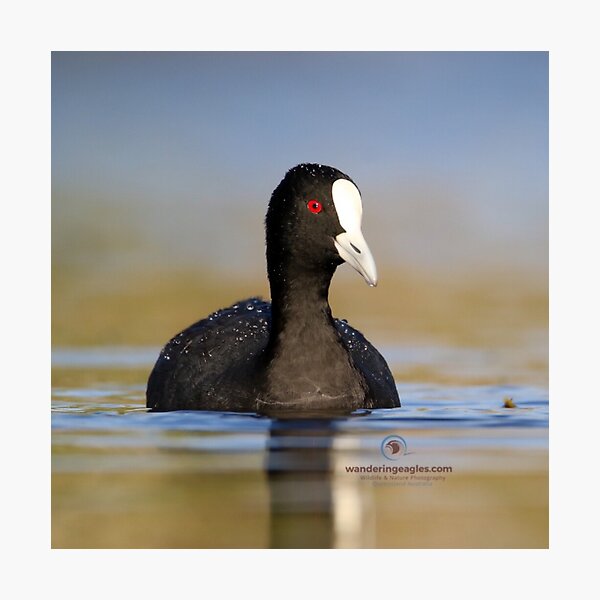 Item preview, Eurasian Coot  designed and sold by Wanderingeagles.