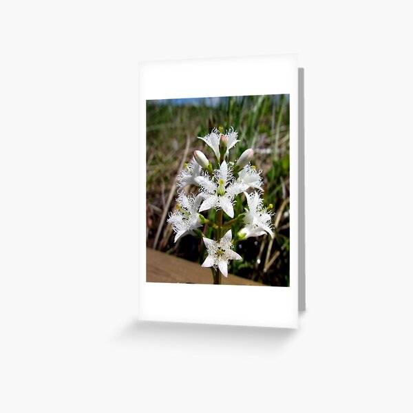 Bog Bean or Buckbean - Pukaskwa National Park Northern Ontario Canada Greeting Card