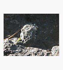 Pine Needle Photographic Print