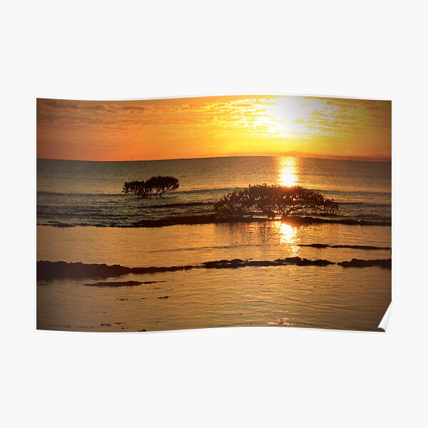 Mangrove Gold Poster