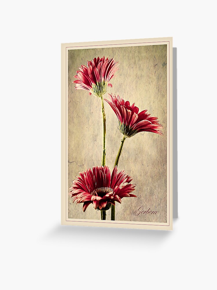 Tarjetas de felicitación « con texturas agregadas junto con el nombre de la  flor y un borde. Para obtener más Gerbera u otras imágenes florales, visite  mi cartera» de AmandaFinan | Redbubble