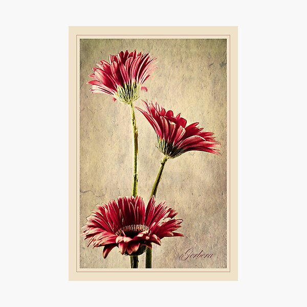 Gerbera Trio Photographic Print