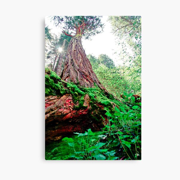 Towering Over You Canvas Print