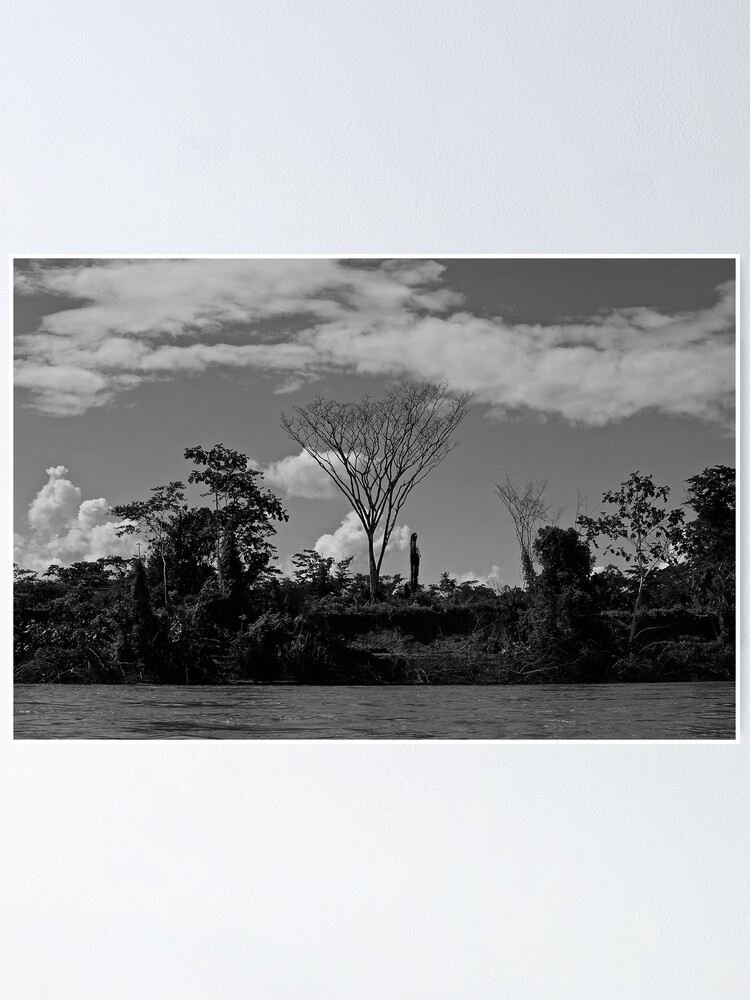 Thumbnail 1 of 3, Poster, Tree designed and sold by olijohnson.