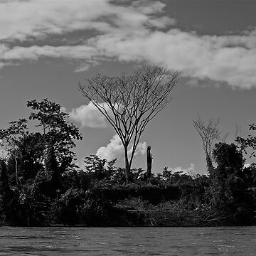 Artwork thumbnail, Tree by Oli Johnson