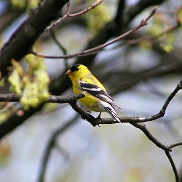 Artwork thumbnail, Hello, Yellow ! by RHMack
