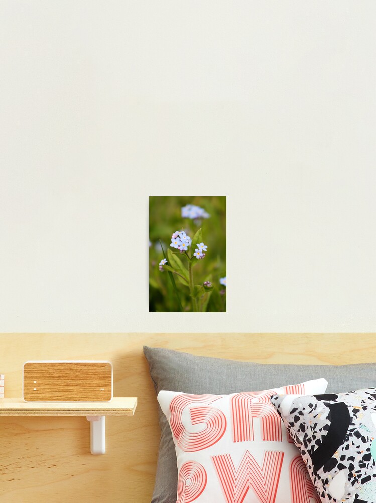 Thumbnail 2 of 3, Photographic Print, Forget-Me-Not designed and sold by RHMack.