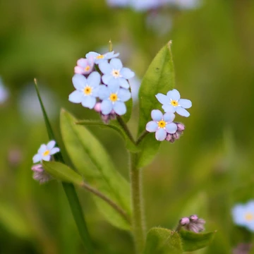 Artwork thumbnail, Forget-Me-Not by RHMack