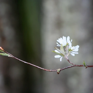 Artwork thumbnail, Branching Out by RHMack
