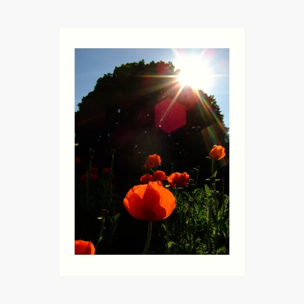 Burst of sunshine at Kew Gardens Art Print
