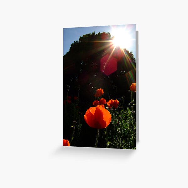 Burst of sunshine at Kew Gardens Greeting Card