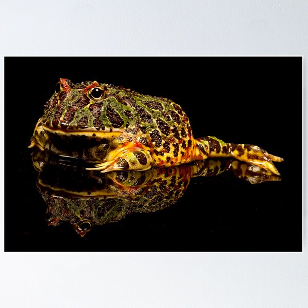 Item preview, Argentine Horned Frog designed and sold by Val Saxby.