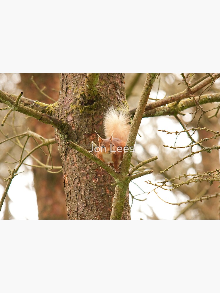 red squirrel by jon77lees