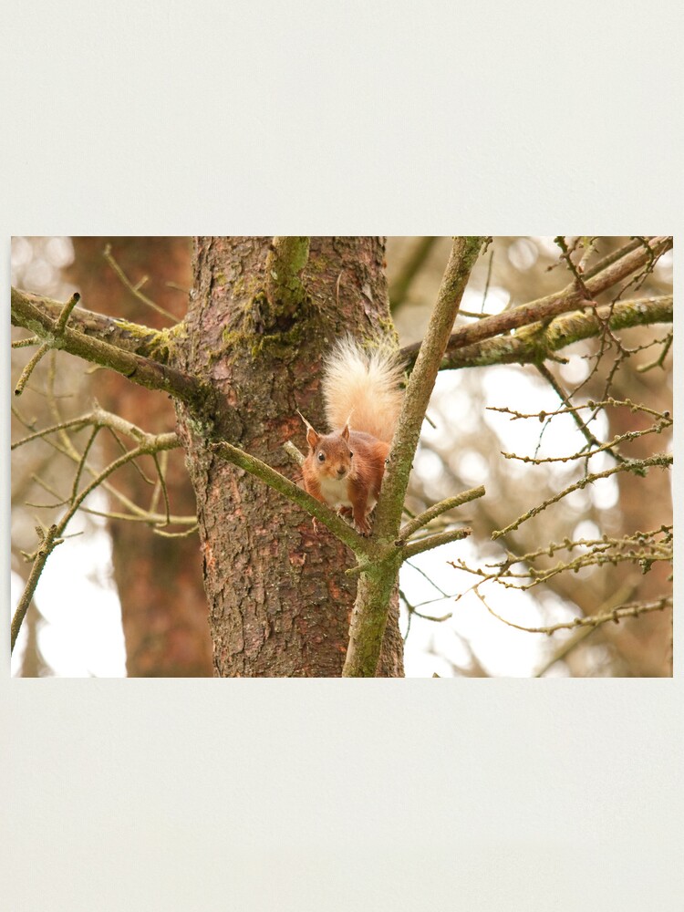 Alternate view of red squirrel Photographic Print