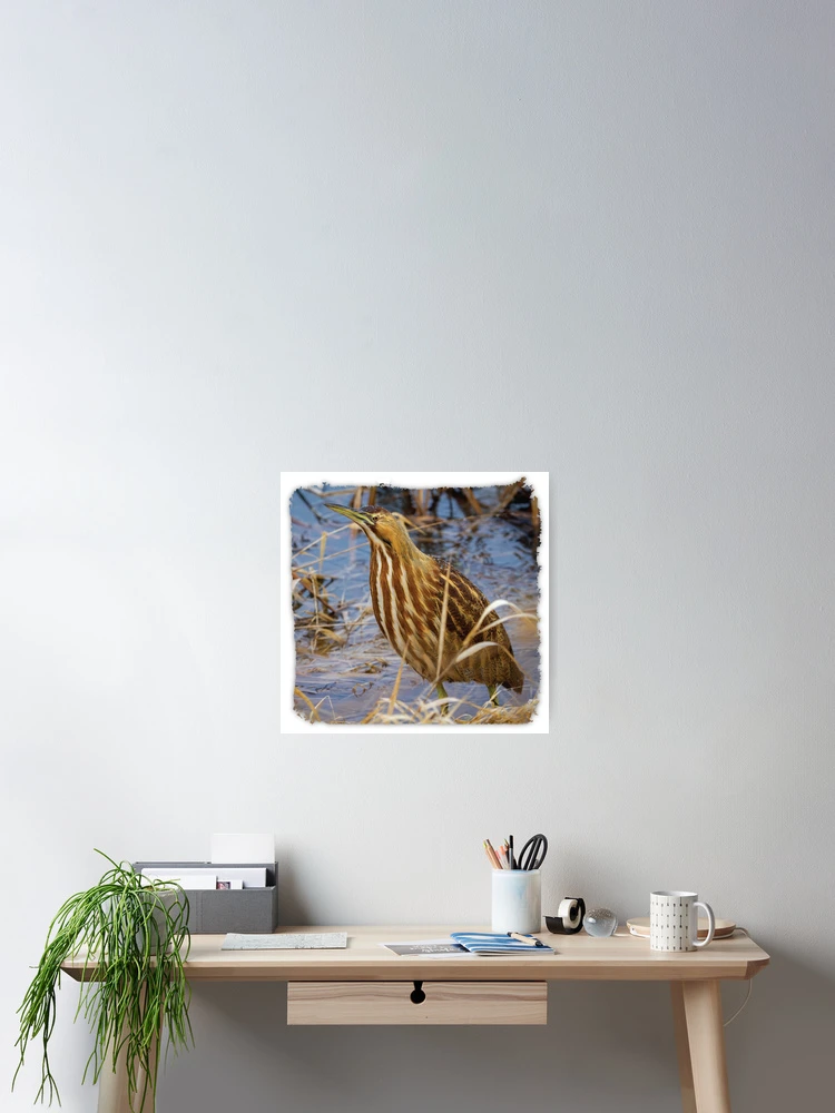 Thumbnail 2 of 3, Poster, American Bittern designed and sold by AvocaSpring.