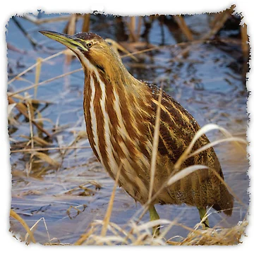 Artwork thumbnail, American Bittern by AvocaSpring