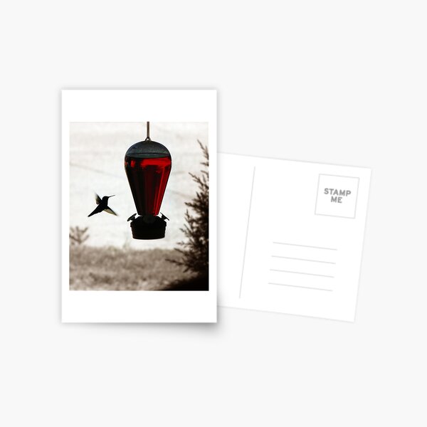Hummingbird, don't fly away, fly away... Postcard