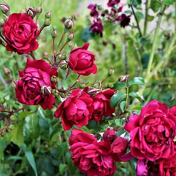 Artwork thumbnail, Climbing Roses by Lesliebc