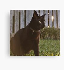 Omar at Dusk Canvas Print