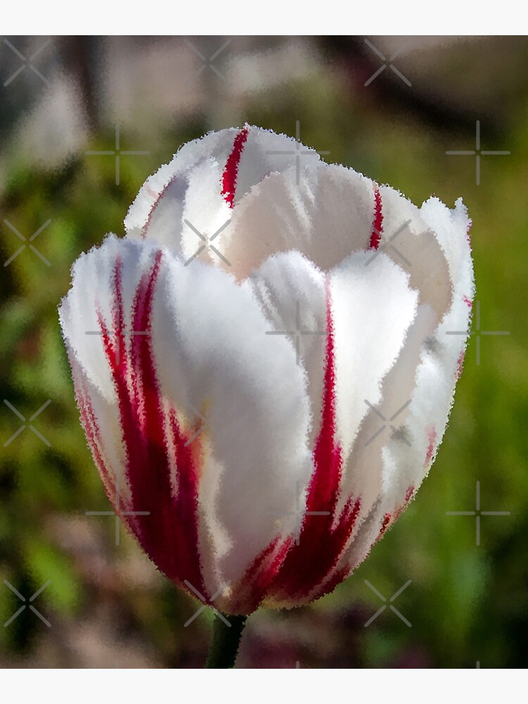"Tulip Semper Augustus White and Red Design" Poster for Sale by Pikmi