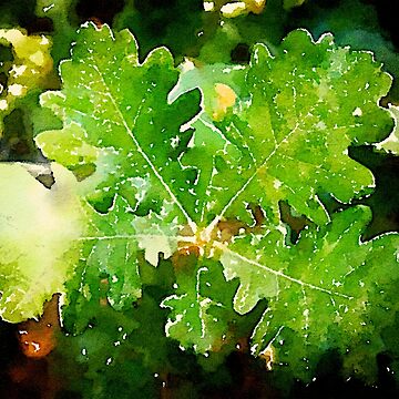 Artwork thumbnail, Oak Leaves in Sicily by Douglas E. Welch Design and Photography