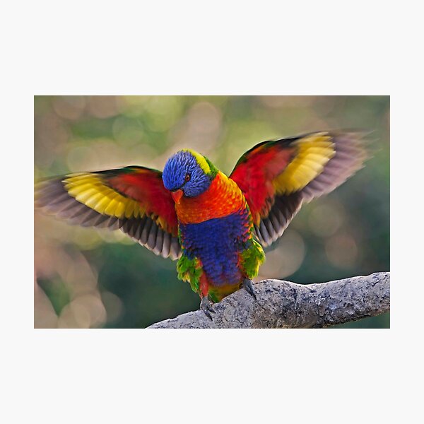 THE MATING DANCE RAINBOW LORIKEET QLD AUSTRALIA Photographic Print