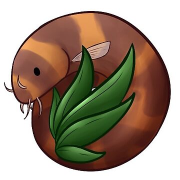 Artwork thumbnail, Kuhli Loach by Hydria