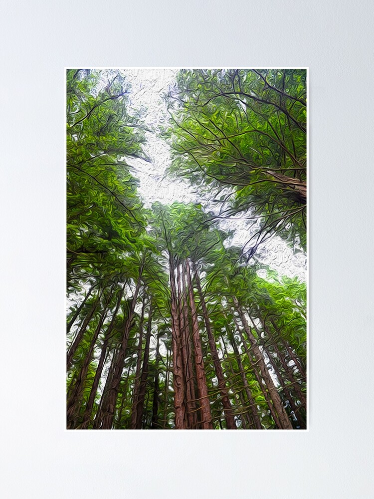 "Rotorua New Zealand Redwoods Whakarewarewa Forest Rotorua oil painting