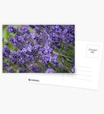 Lavender Postcards