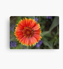 Blanket Flower Leinwanddruck