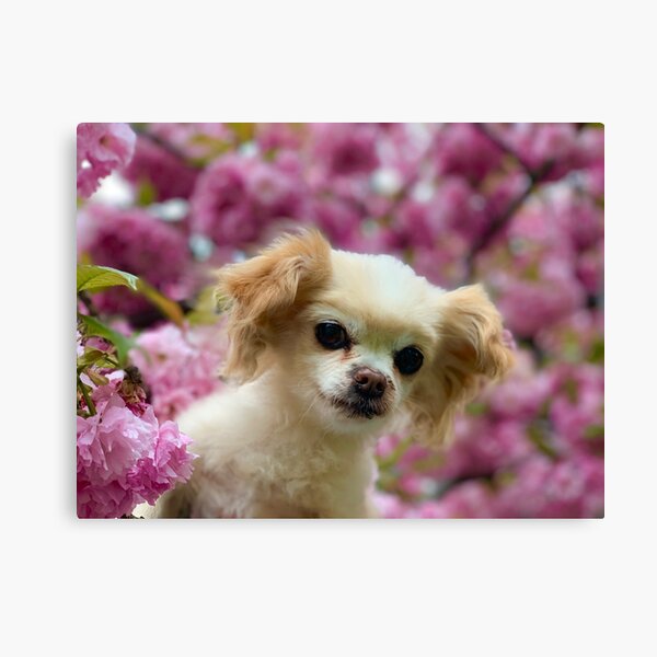 Odis and the Cherry Blossoms Canvas Print