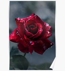 First Rose Poster