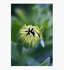 Blossoming Photographic Print