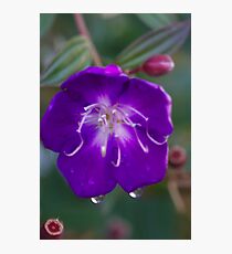 Violette Photographic Print