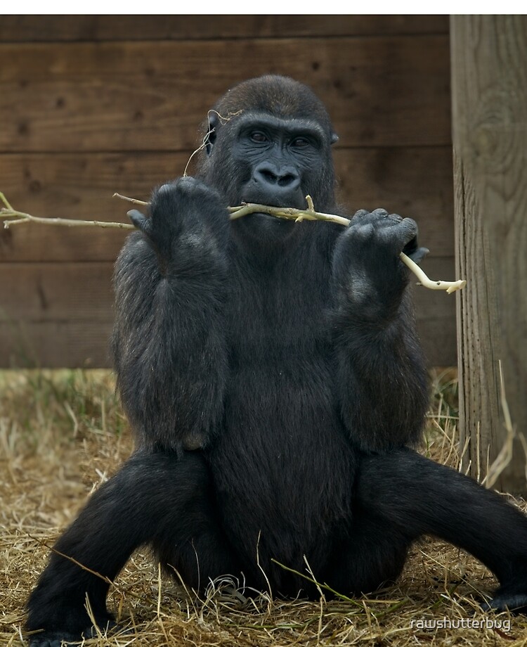 Gorilla Lope's Grin Throw Pillow for Sale by rawshutterbug