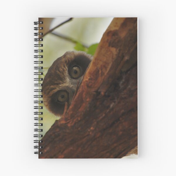 Item preview, A Shy Juvenile Boobook Owl In A Gum Tree designed and sold by Jason Gilbert.