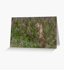 Long Tailed Weasel at Attention Greeting Card