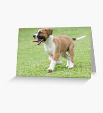Bella on the run! Greeting Card