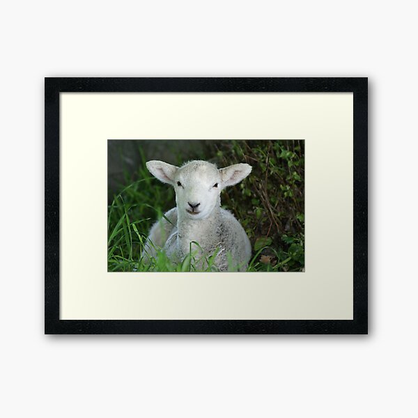 Item preview, Little New Born Lucy l'agneau designed and sold by LillyViolet.