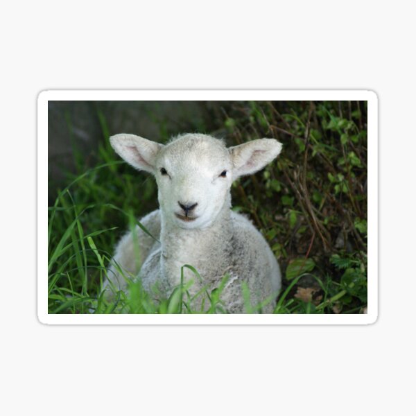 Item preview, Little New Born Lucy l'agneau designed and sold by LillyViolet.
