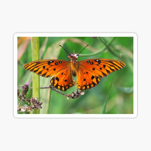 Fritilliary butterfly Sticker