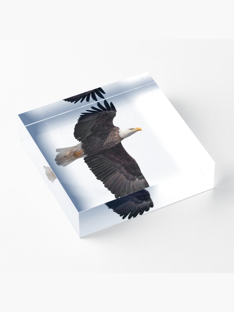 Alternate view of Isolated Bald Eagle 2019-7 Acrylic Block